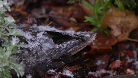 Slow Motion Shot Of Snow Covered Feather Of Large Dabbling Duck During Winter - Stock Footage 234003852