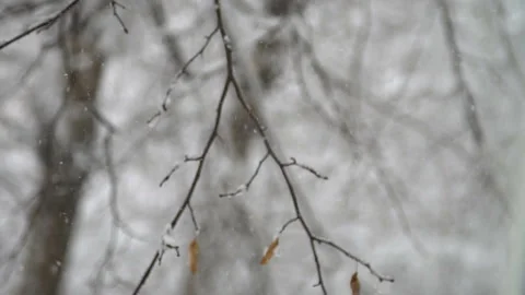 Slow motion shot of snow falling on the background of trees with last dry leaves Stock Footage 97146985