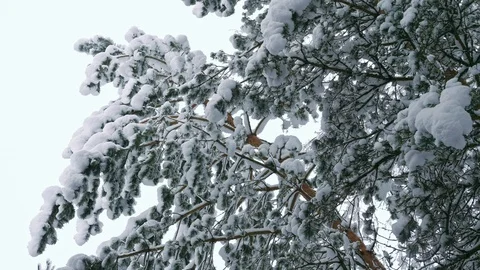 Slow motion shot of snow falling down from snowy pine tree Stock Footage 102955411