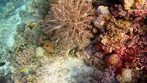 Slow motion shot of a soft coral tree growing on a reef in the Banda Sea Video stock 295779046
