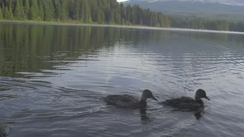 Slow motion shot of some ducks swimming around on a lake Stock Footage 77973575