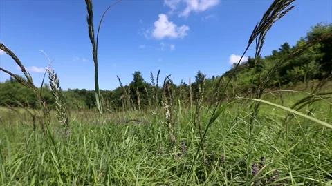 Slow motion shot of some field flowers on a rural field Vidéo 136963318