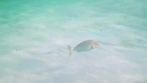Slow motion shot of Spangled Emperor swimming over white sand, turquoise tones Stock Footage 170350898