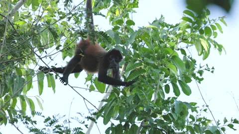 Slow motion shot of a spider monkey feeding in a tree at corcovado Vidéo 200826697