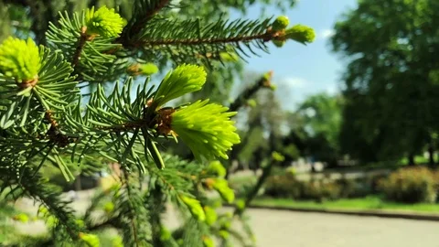 Slow motion shot of a spreading spruce branch Stock Footage 108839997