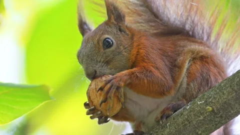 Slow-motion shot of a squirrel on a branch, amusingly holding an oversized Stock Footage 298234760