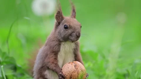 Slow-motion shot of a squirrel munching on a huge walnut in the sunny spring Stock Footage 298232964