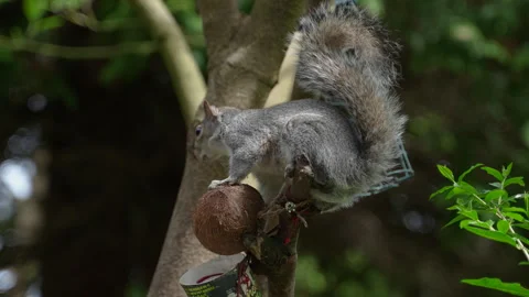 Slow motion shot of a squirrel sitting on a coconut Stock Footage 304886609