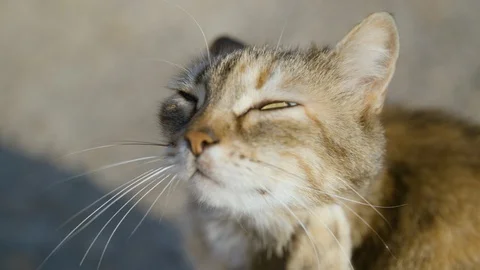 Slow Motion shot of stray cat scratching it's face squinting in Stintino, Italy Stock Footage 128745397