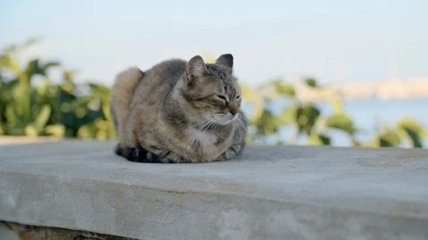 Slow Motion shot of stray cat dozing on harbor wall in Stintino, Italy Stock Footage 128745770