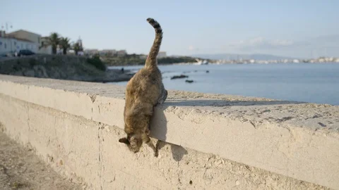 Slow Motion shot of stray cat walking and jumping off a wall in Stintino, Italy Stock Footage 128746402