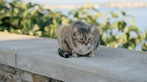 Slow Motion shot of stray cat looking around on harbor wall in Stintino, Italy Stock Footage 128748319