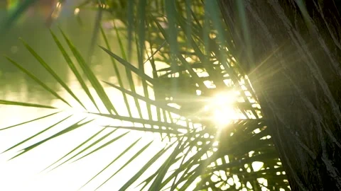 Slow motion shot of sun going down behind the trees. Stock Footage 253992673
