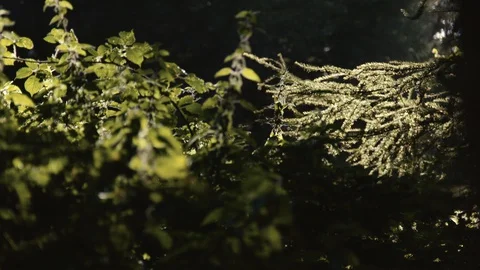 Slow motion shot of sun over vegetation as wind gently blows 動画素材 127808858