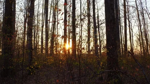 Slow Motion Shot of Sun Rays Piercing Through the Forest Canopy with Sunstars Stock Footage 309029973