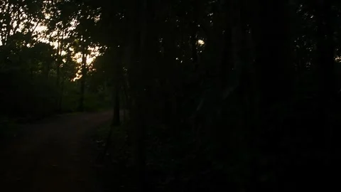 Slow motion shot of sunlight filtering through dense forest trees, illumina.. Stock Footage 341357151