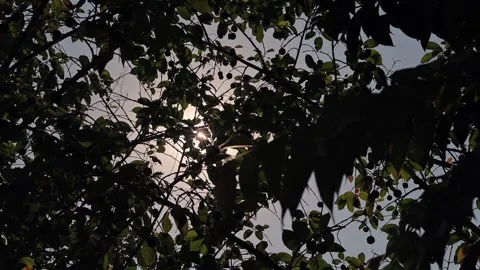 A Slow Motion Shot of Sunlight passing through Trees at a Forest in India Stock Footage 306039658