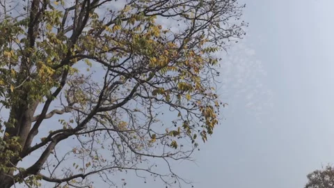 A Slow Motion Shot of Sunlight passing through Trees at a Forest in India Stock Footage 306040067