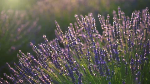 Slow motion shot of sunset over violet lavender field .Valensole lavender fields 스톡 동영상 223550719