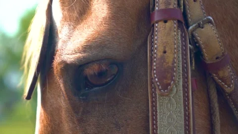 Slow motion shot of tent pagging horse in Pakistan (2) Stock Footage 252123171