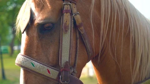 Slow motion shot of tent pagging horse in Pakistan (3) Stock Footage 252123181