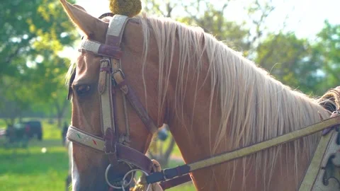Slow motion shot of tent pagging horse in Pakistan (4) Stock Footage 252123184
