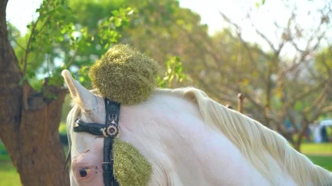 Slow motion shot of tent pagging horse in Pakistan (5) Stock Footage 252123194