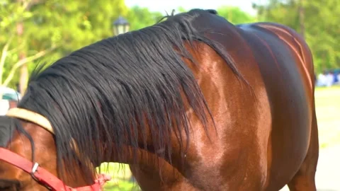 Slow motion shot of tent pagging horse in Pakistan (6) Stock Footage 252123223