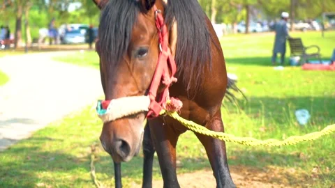 Slow motion shot of tent pagging horse in Pakistan (8) Stock Footage 252123240
