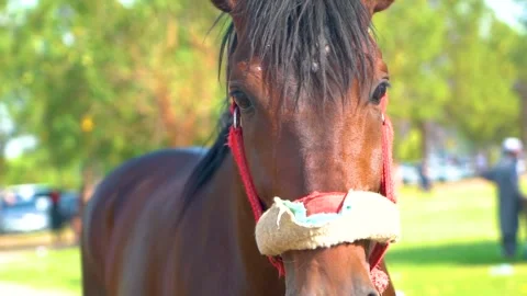 Slow motion shot of tent pagging horse in Pakistan (7) Stock Footage 252123245