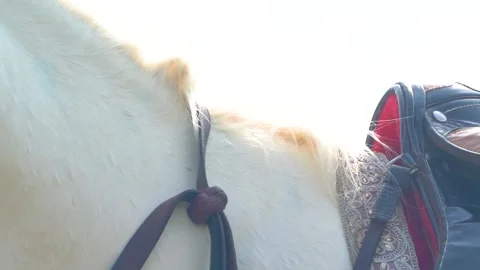 Slow motion shot of tent pagging horse in Pakistan (12) Stock Footage 252123263