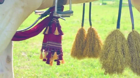 Slow motion shot of tent pagging horse in Pakistan (11) Stock Footage 252123267