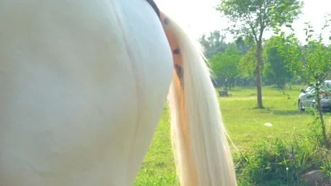 Slow motion shot of tent pagging horse in Pakistan (13) Stock Footage 252123271