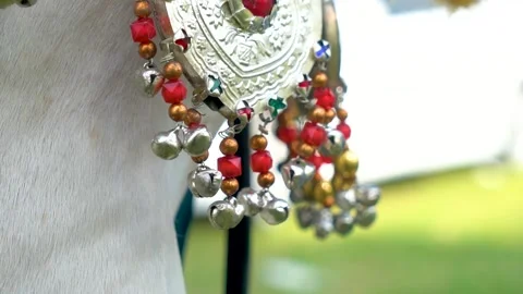 Slow motion shot of tent pagging horse in Pakistan (15) Stock Footage 252123284