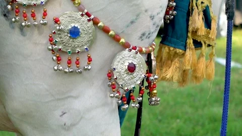 Slow motion shot of tent pagging horse in Pakistan (16) Stock Footage 252123292