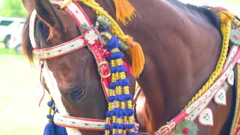 Slow motion shot of tent pagging horse in Pakistan (19) Stock Footage 252123311
