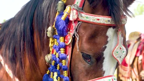 Slow motion shot of tent pagging horse in Pakistan (18) Stock Footage 252123313