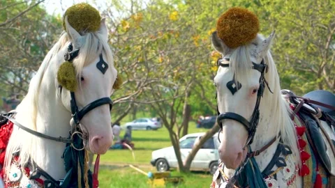 Slow motion shot of tent pagging horse in Pakistan (25) Stock Footage 252123370
