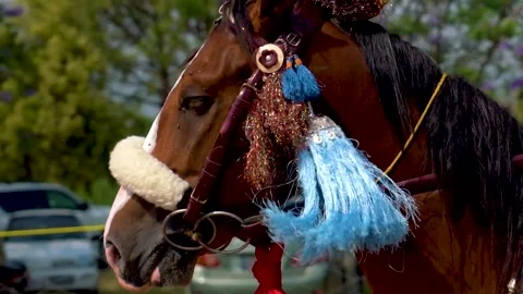 Slow motion shot of tent pagging horse in Pakistan (30) Stock Footage 252123887