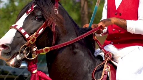 Slow motion shot of tent pagging horse in Pakistan (32) Stock Footage 252123899