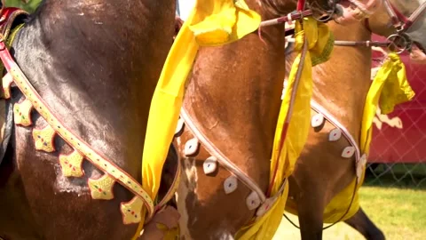 Slow motion shot of tent pagging horse in Pakistan (33) Stock Footage 252123902