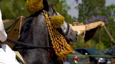 Slow motion shot of tent pagging horse in Pakistan (36) Stock Footage 252123937