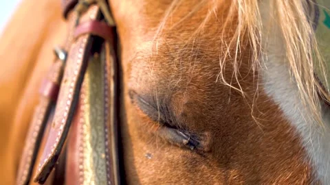 Slow motion shot of tent pagging horse in Pakistan Stock Footage 252123952