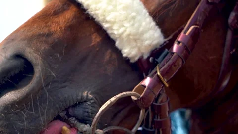 Slow motion shot of tent pagging horse in Pakistan (34) Stock Footage 252123953