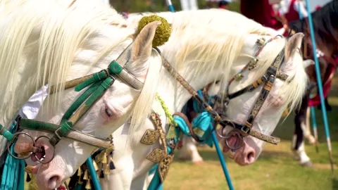 Slow motion shot of tent pagging horse in Pakistan (27) Stock Footage 252124163