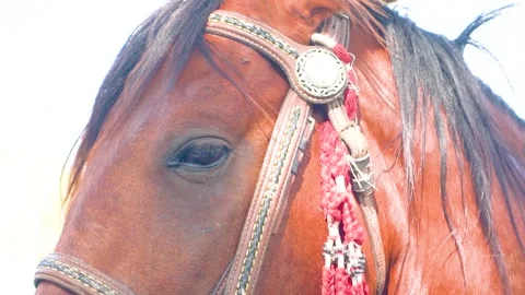 Slow motion shot of tent pagging horse in Pakistan (23) Stock Footage 252124171