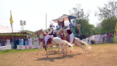 Slow motion shot of tent pagging horse in Pakistan (17) Stock Footage 253657423