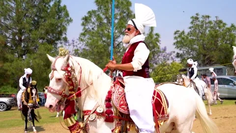 Slow motion shot of tent pagging horse in Pakistan (20) Stock Footage 253657497