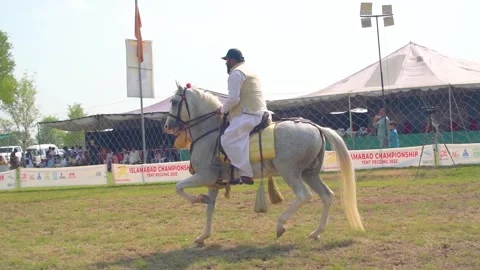 Slow motion shot of tent pagging horse in Pakistan (29) Stock Footage 253657671