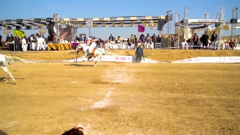 Slow motion shot of tent pagging horse in Pakistan (33) Stock Footage 253657736